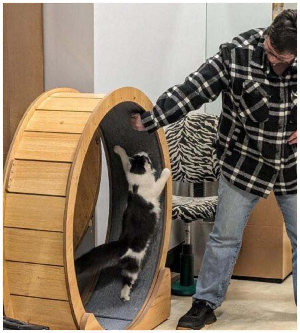 Mid-Ohio Valley Cat Adoptions: 7 Essential Steps for a Furever Home