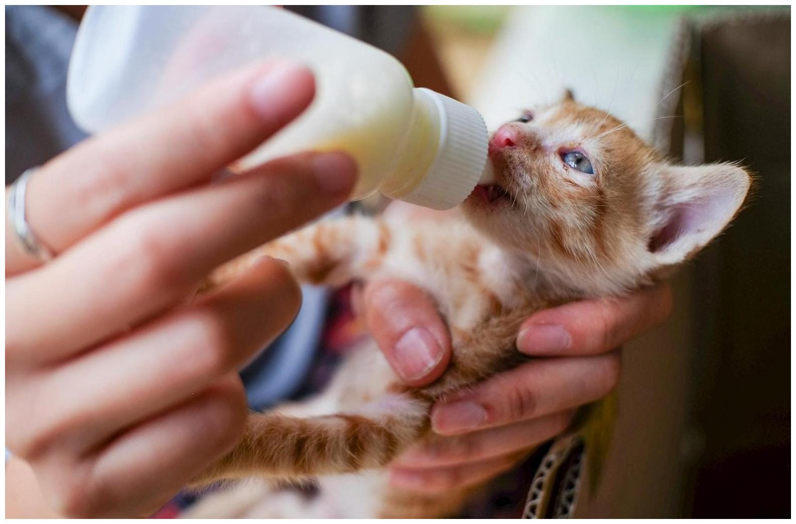 7 Proven Ways to Support Monroe's Feral Cat Adoption Program