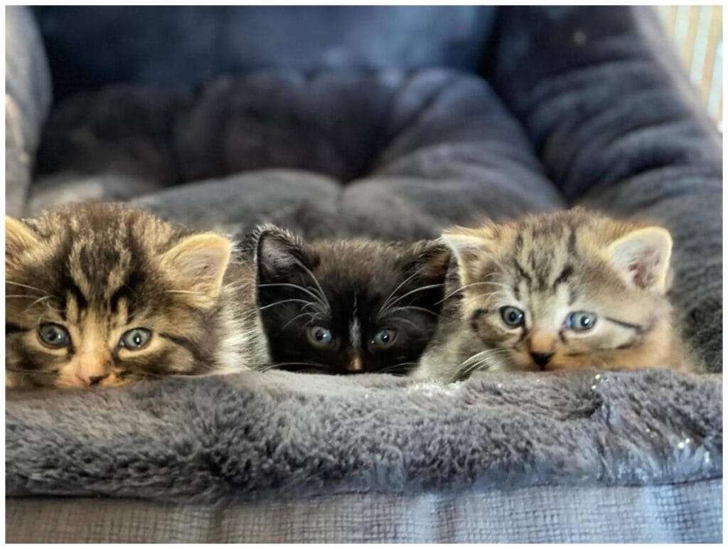 7 Proven Ways to Support Monroe's Feral Cat Adoption Program