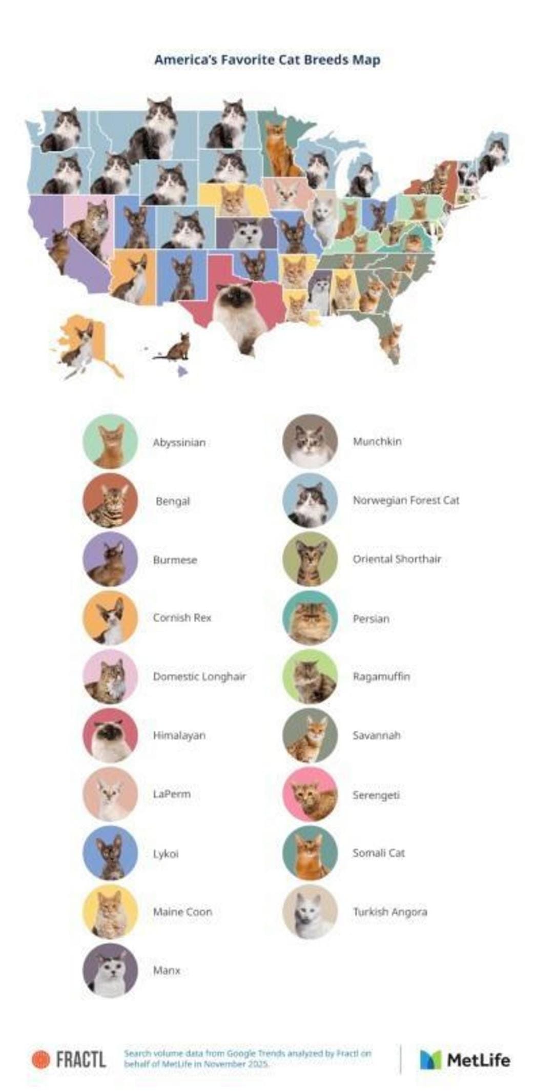 The Ultimate Guide to the Most Popular Cat Breeds in 2026: 7 States Shaping Trends