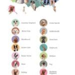 The Ultimate Guide to the Most Popular Cat Breeds in 2026: 7 States Shaping Trends