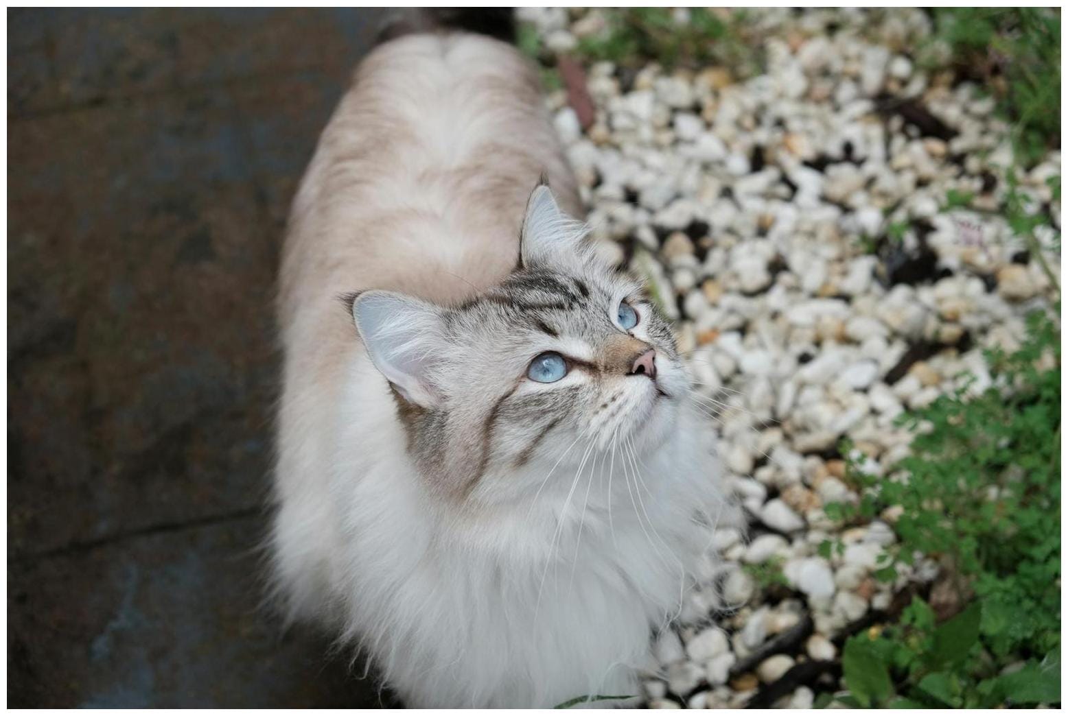 Discover the Most Popular Dog and Cat Breeds by State in 2026: Surprising Trends Revealed - AOL.com