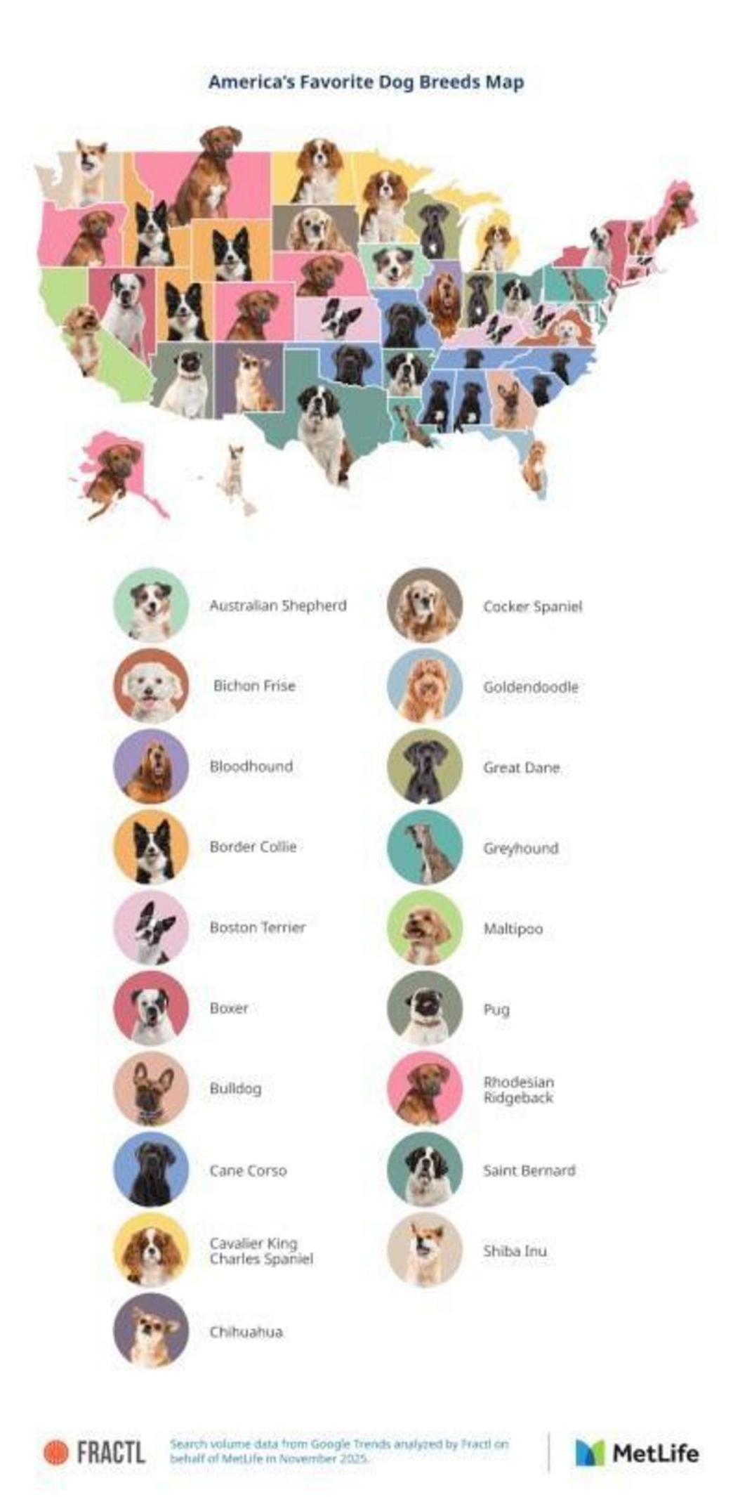 The Ultimate Guide to the Most Popular Cat Breeds in 2026: 7 States Shaping Trends