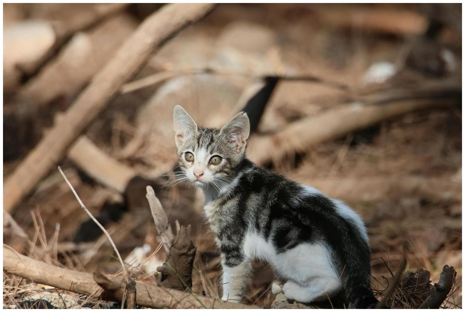 Amazing Palawan Leopard Cat Rescue: 2 Wild Cats Find Hope in Palawan