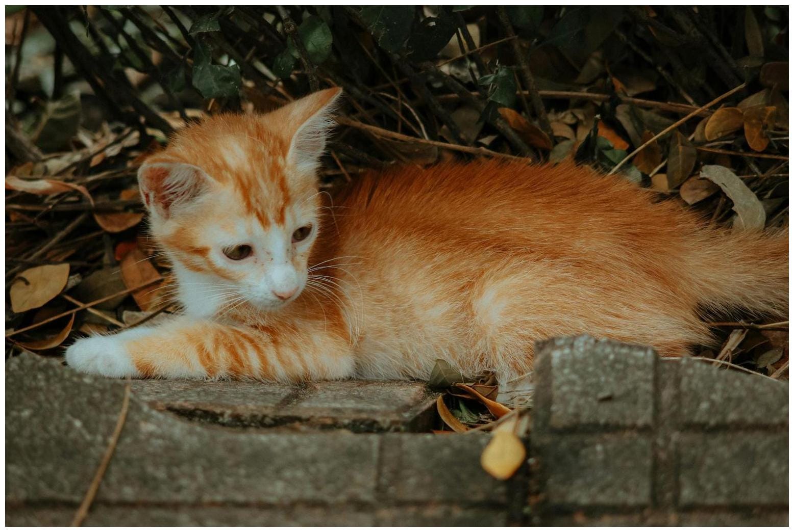 TWO PALAWAN LEOPARD CATS RESCUED Two Palawan leopard cats, locally known as tamaral or maral, were rescued in Barangay Tagumpay, Roxas, Palawan and turned over on Monday, February 23, 2026 to the Palawan Council for Sustainable Devel - facebook.com