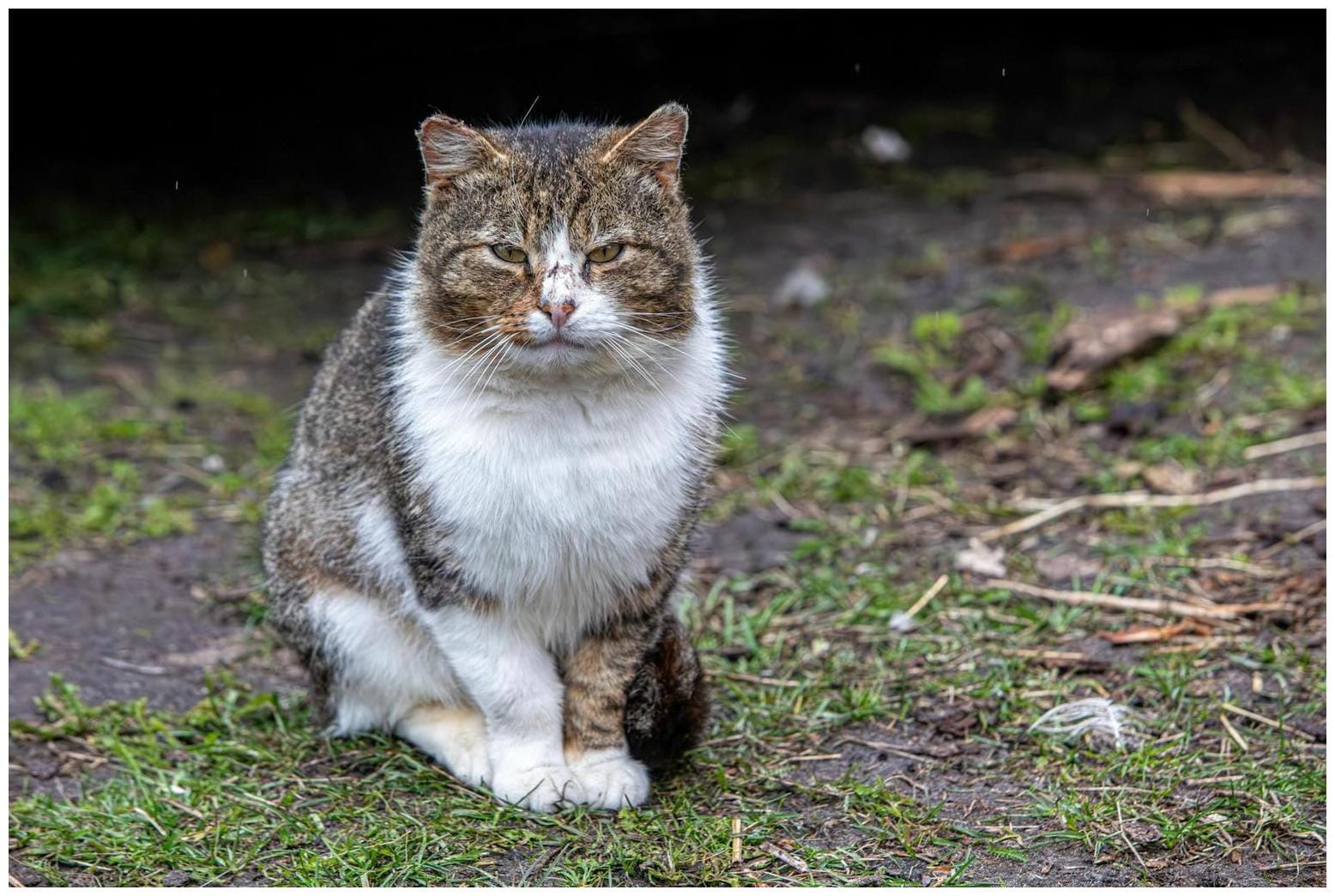 Unveiling Pet Cam Heartbreak: 7 Surprising Truths When Your Cat's Alone