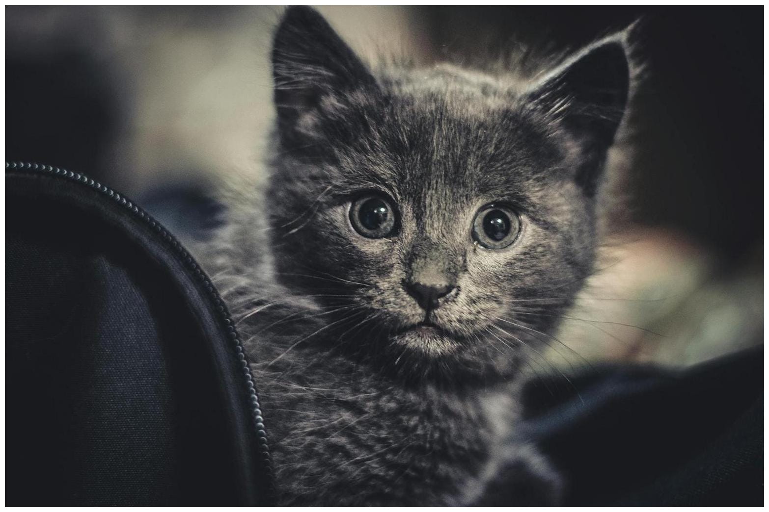 Owner Leaves Cat for 1 Night, Left Heartbroken by What They See on Pet Cam - Newsweek