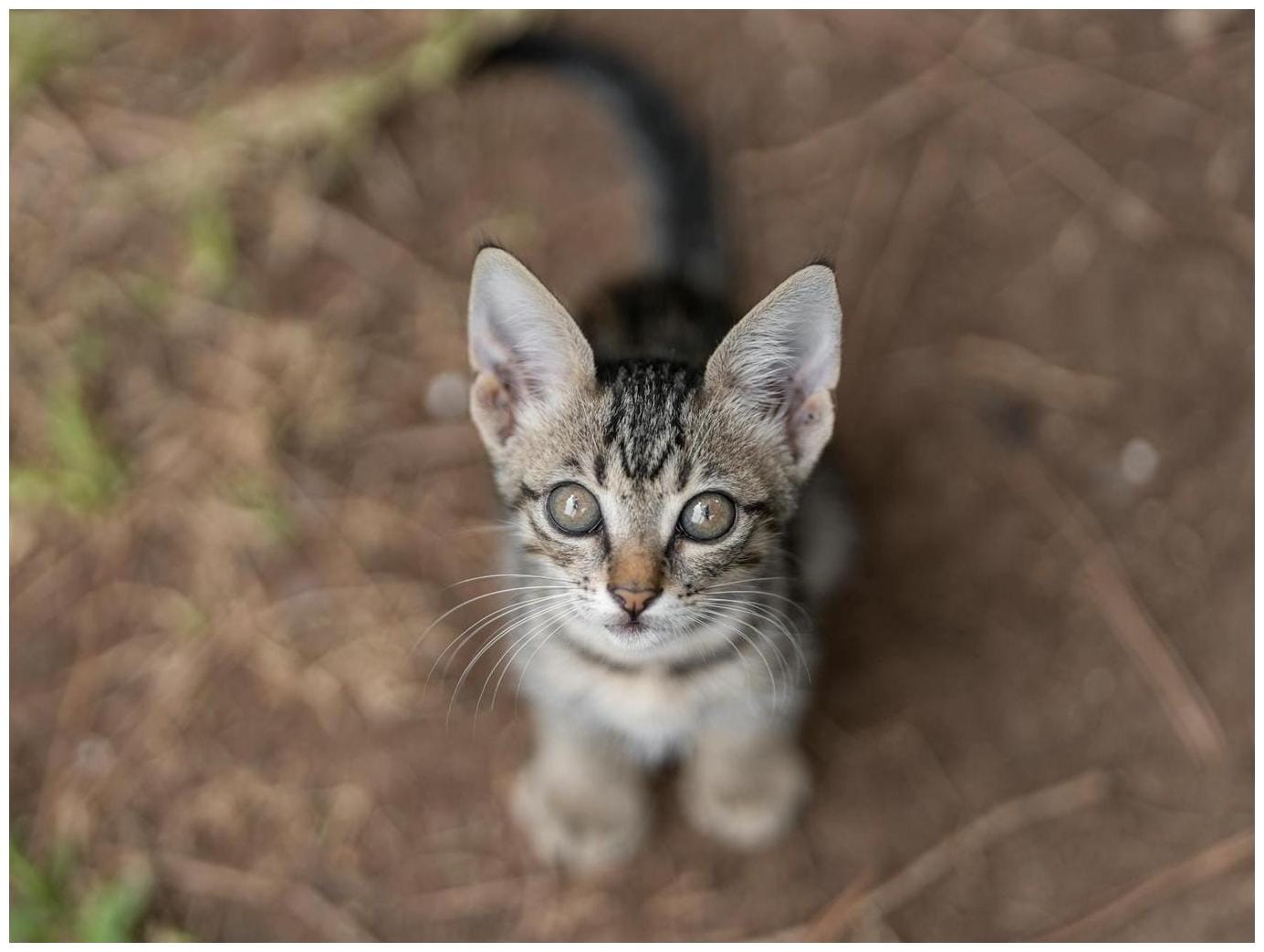 Unveiling Pet Cam Heartbreak: 7 Surprising Truths When Your Cat's Alone