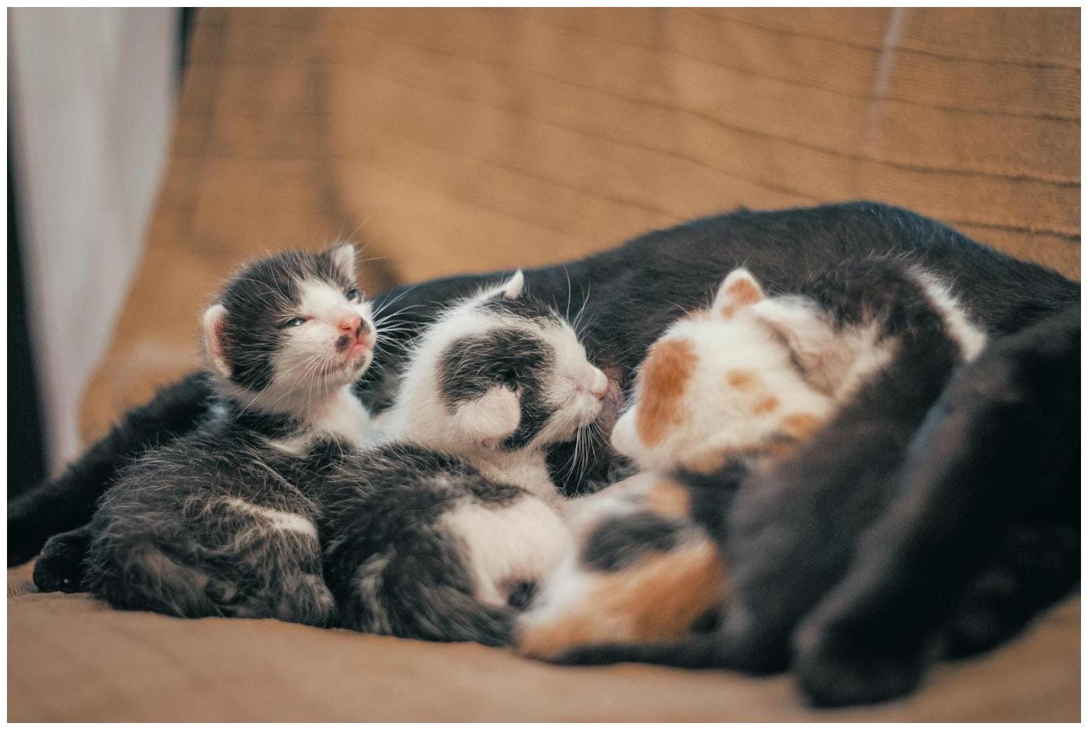 The Essential Guide to Picking Up Newborn Kittens: 7 Proven Steps for Safety
