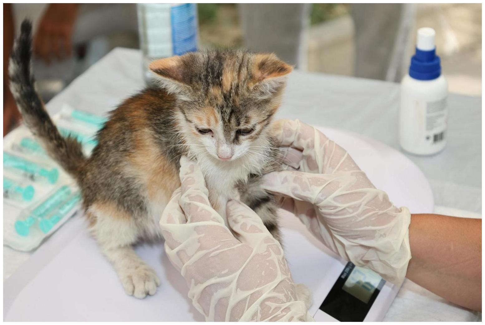 Think twice before picking up kittens: Experts urge caution with newborn cats - KRDO