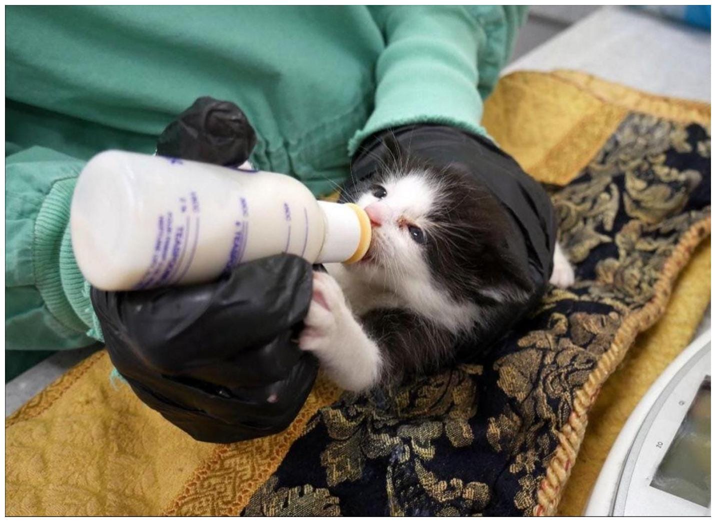 The Essential Guide to Picking Up Newborn Kittens: 7 Proven Steps for Safety