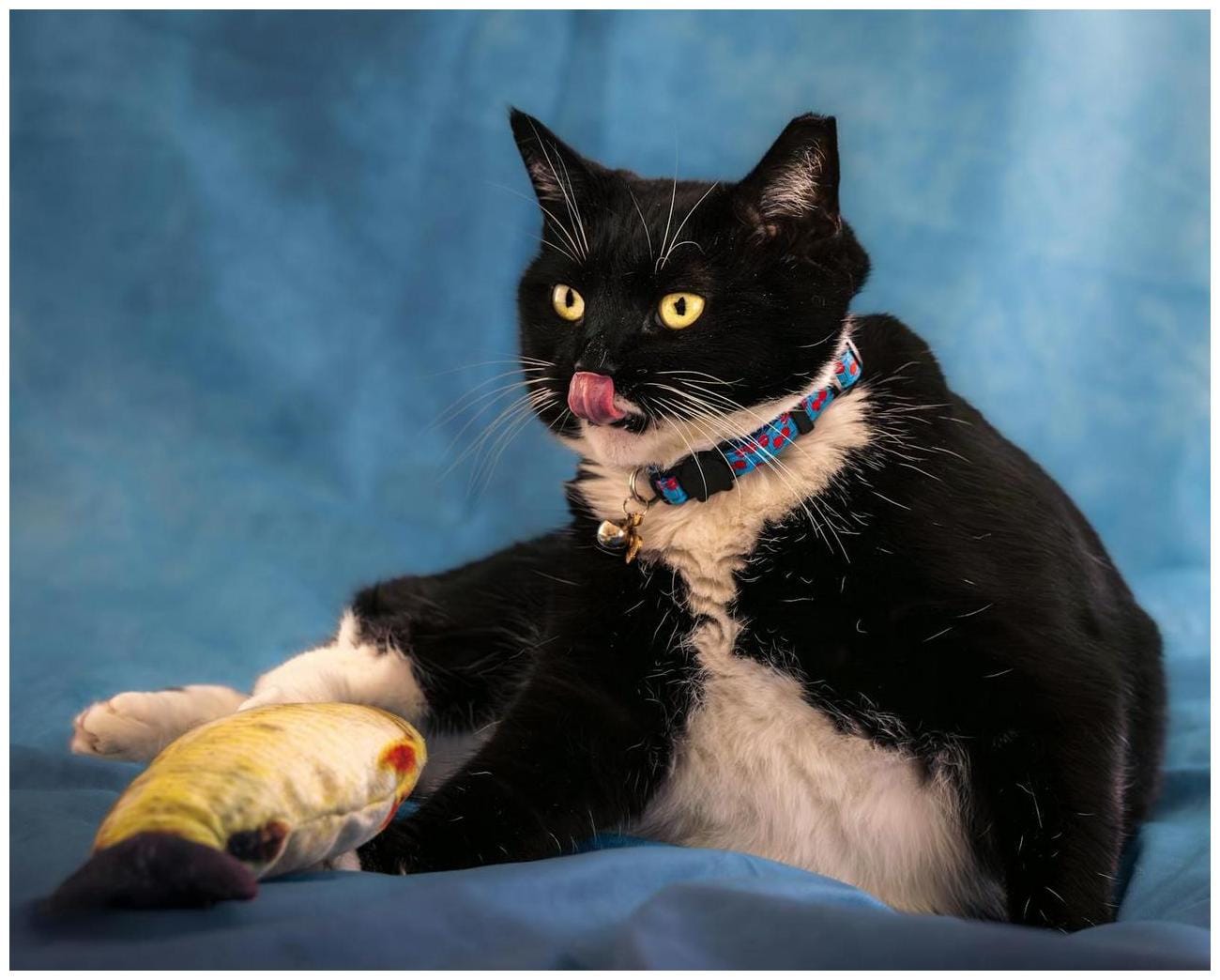 Amazing Picture of a Cat Moments: 7 Essential Tips for Modern Owners