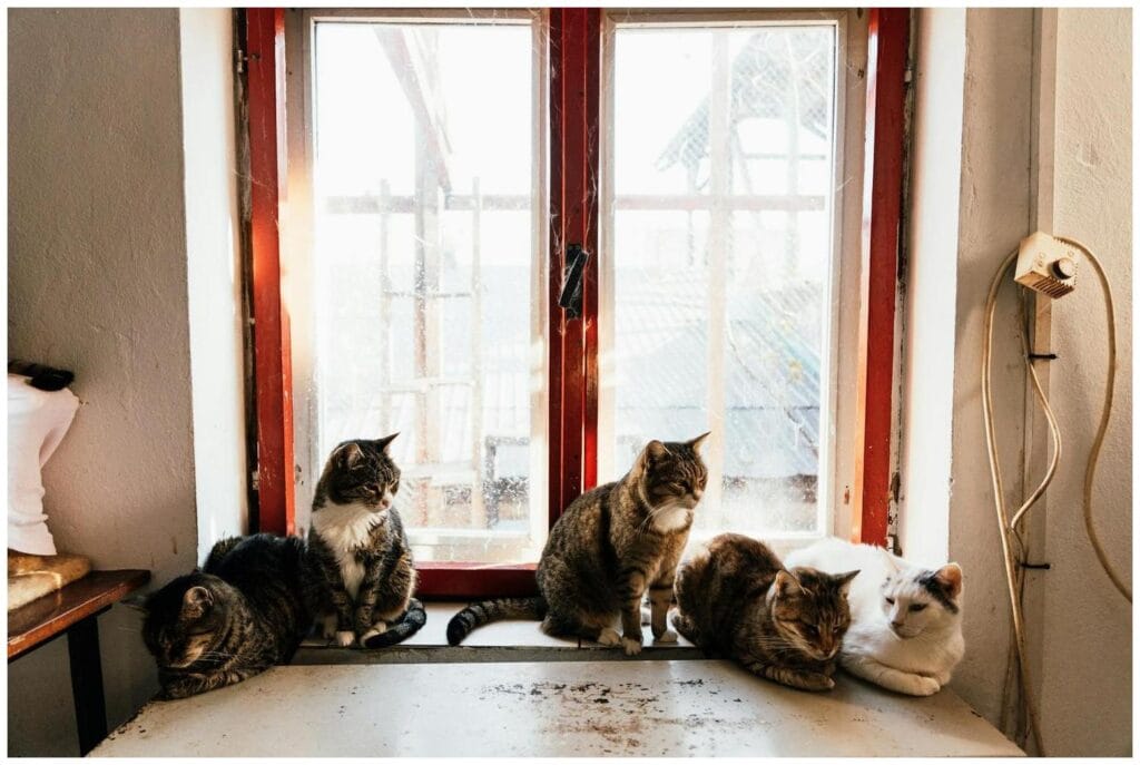 Amazing Picture of a Cat Moments: 7 Essential Tips for Modern Owners