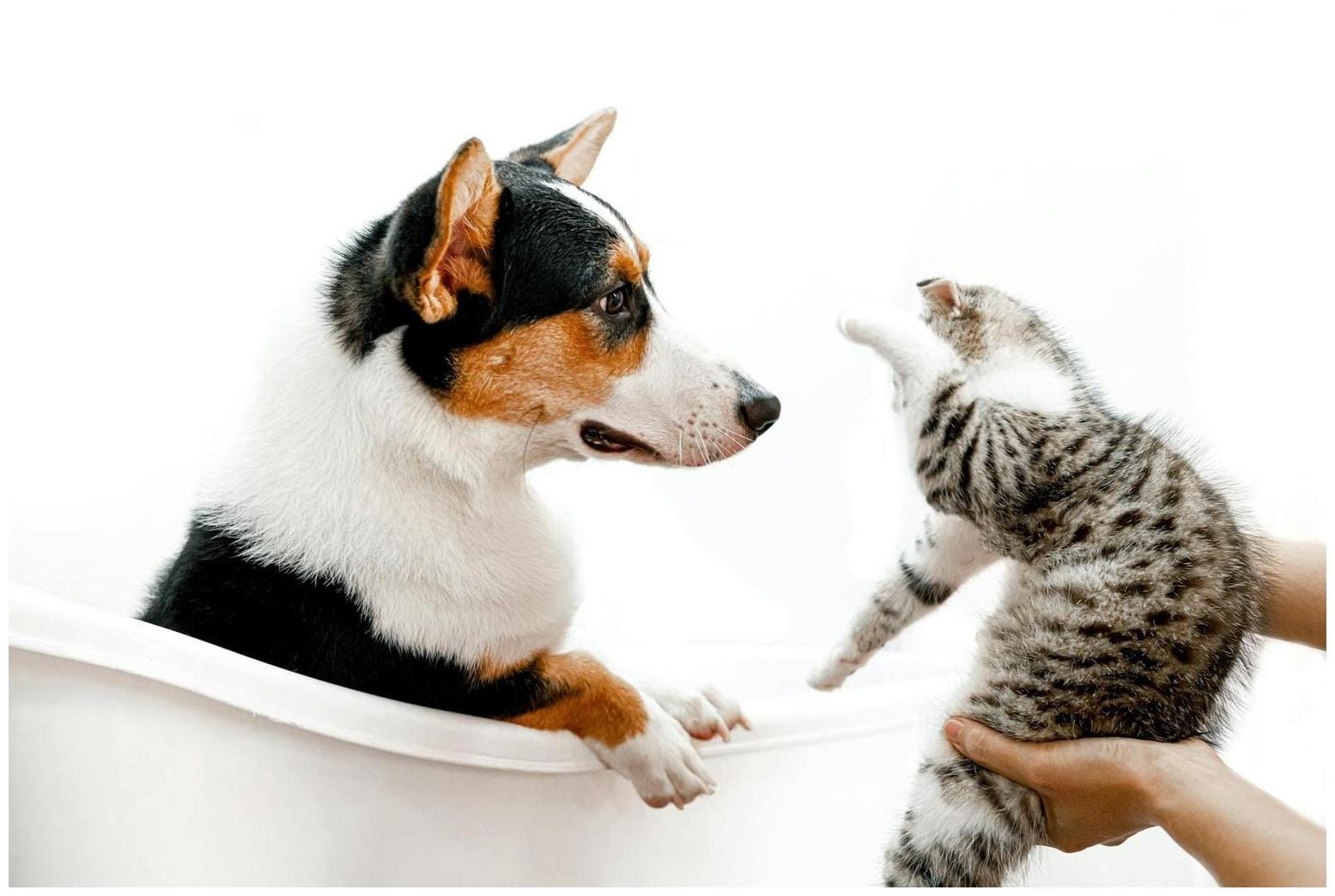 Amazing: 5 Ways Puppies Love Cats and How to Encourage It