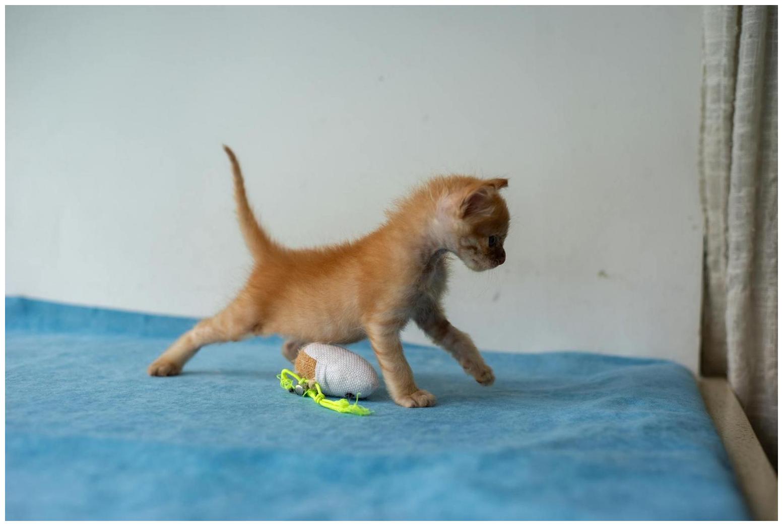 Puppies Love the Cat a Little Too Much in Adorable Video - AOL.com