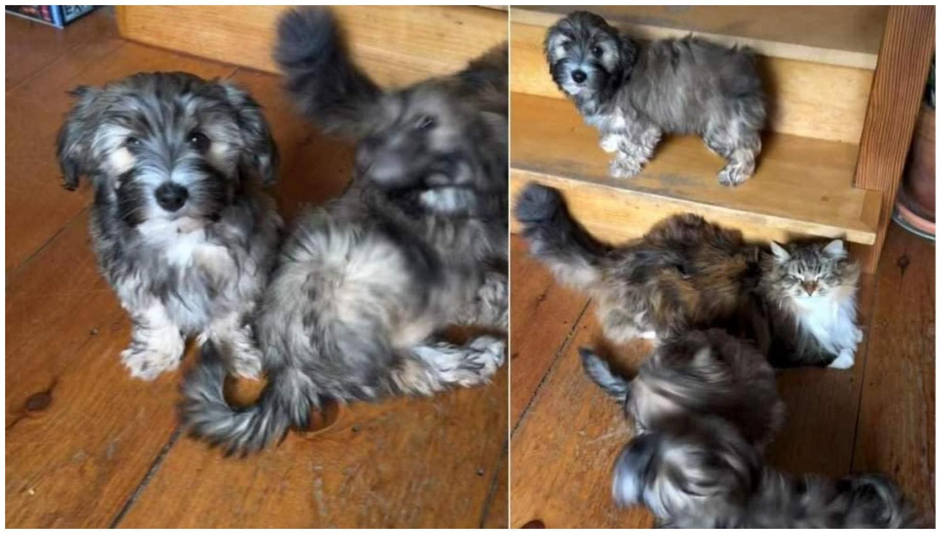 Amazing: 5 Ways Puppies Love Cats and How to Encourage It