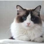 The Ultimate Guide to Ragdoll Cat Funny Athletic Fails: 10 Hilarious Moments Every Owner Will Adore