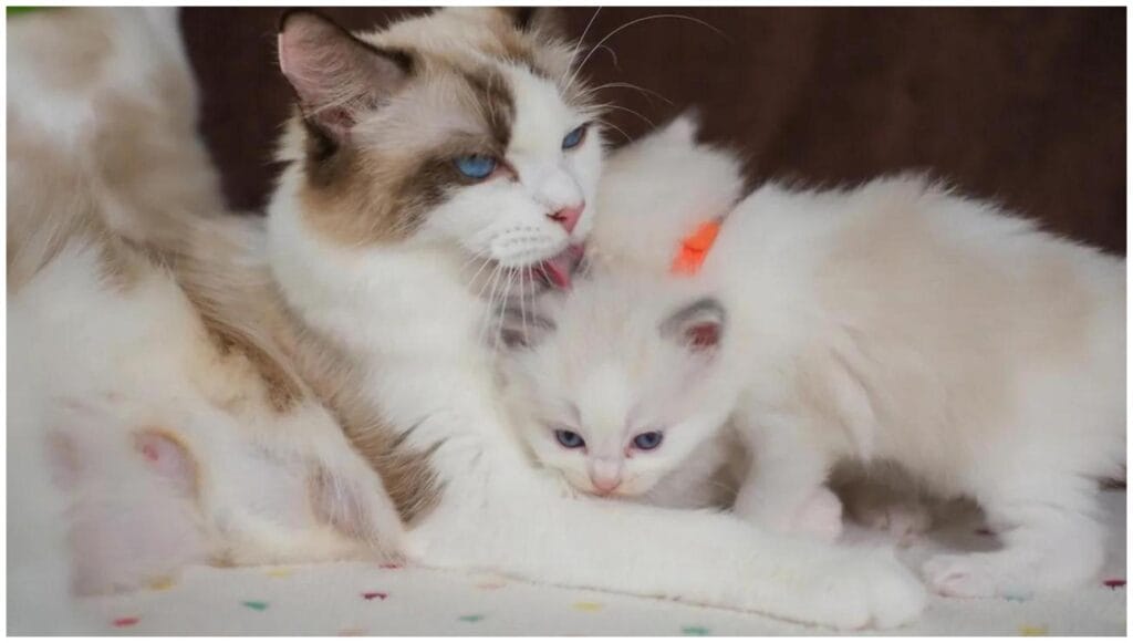 Amazing Ragdoll Cat Kittens: 7 Heartwarming Ways They Bond with Mom
