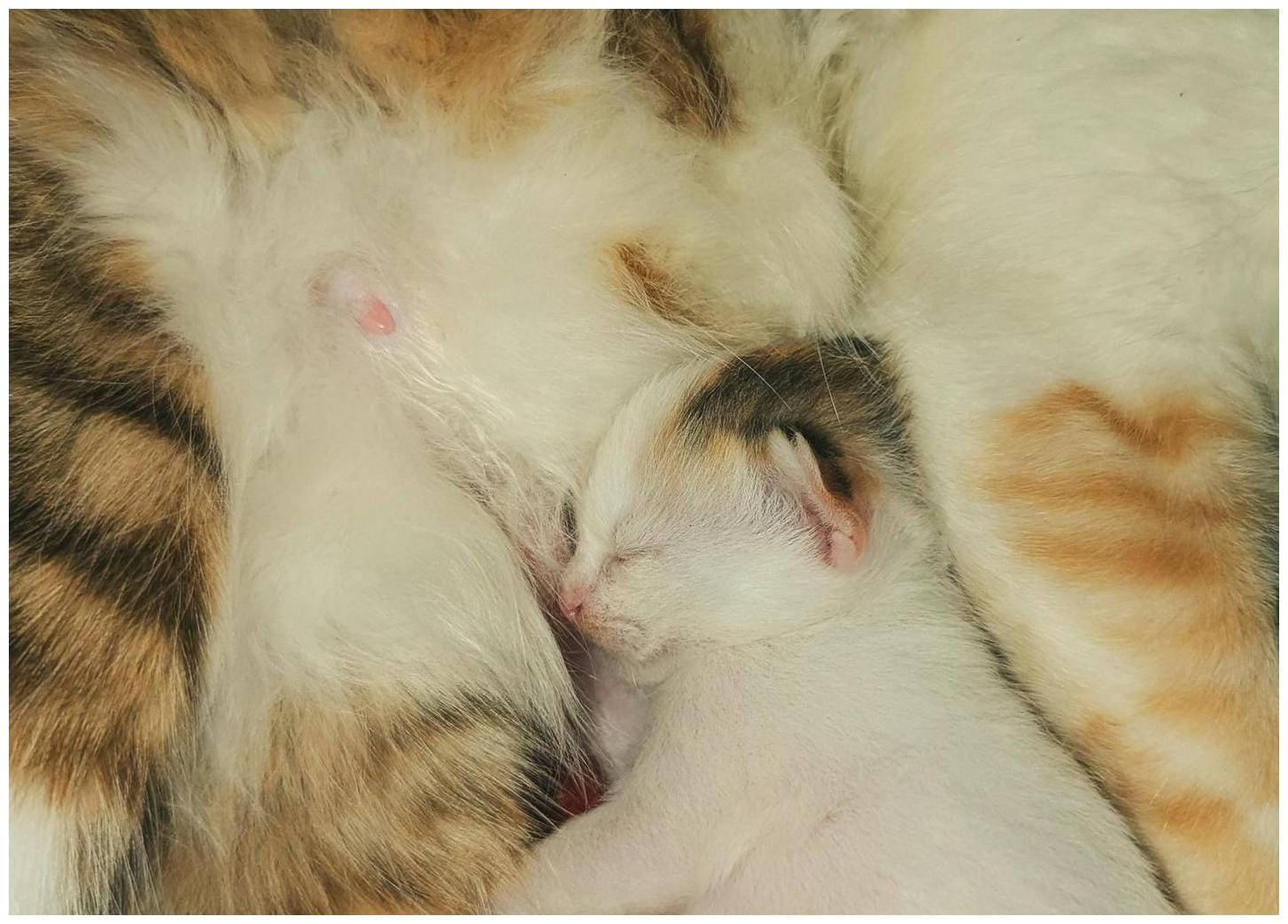 Ragdoll Cat Meows With Pure Pride While Showing Kittens to Human Mom - Yahoo