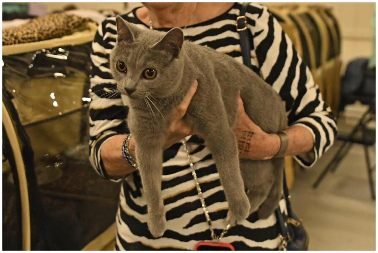 7 Rare Cat Breeds Show Secrets Every Modern Cat Parent Must Know