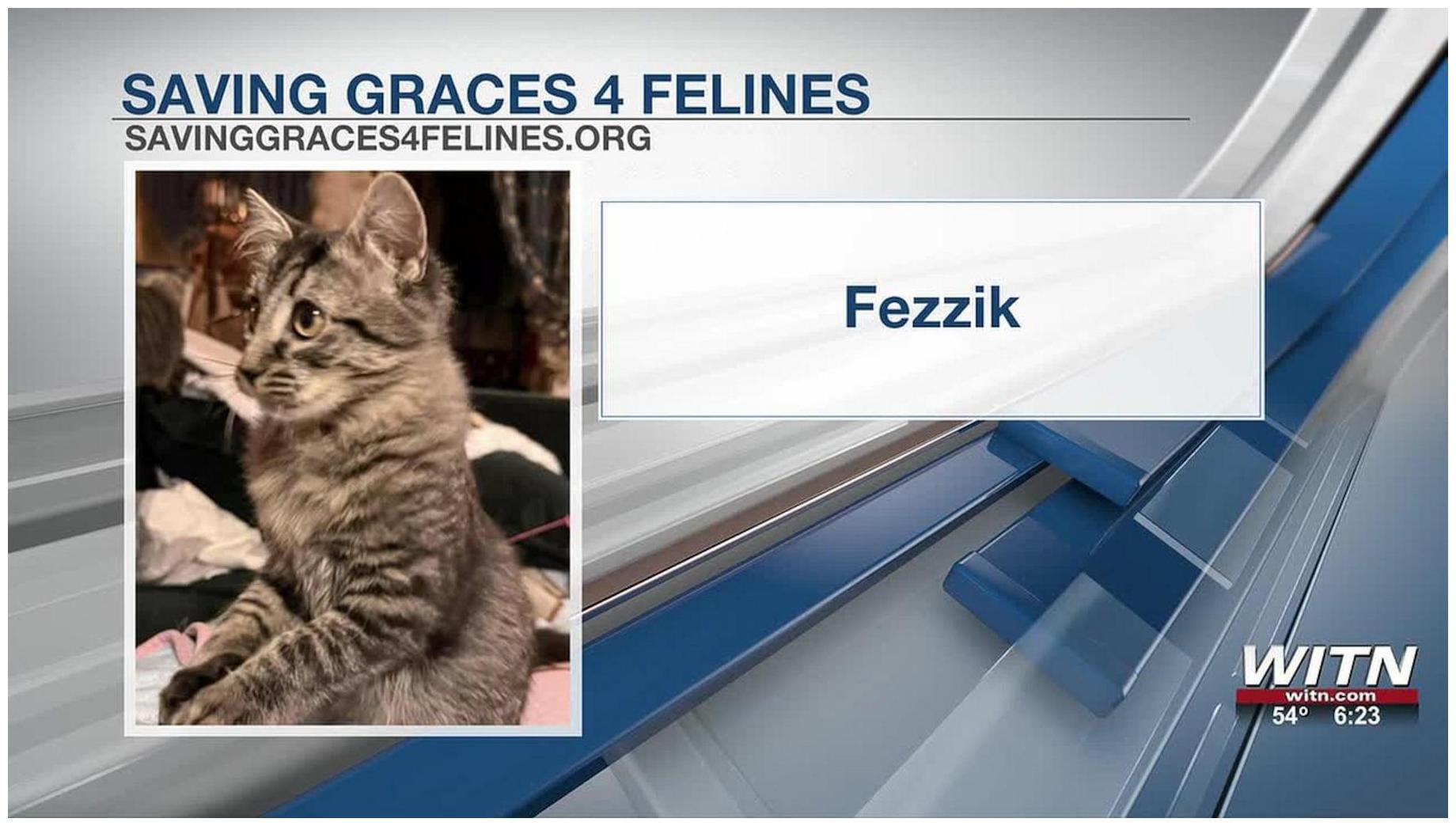 Amazing Saving Graces Fez Adoption: 7 Essential Steps to Find Your Feline Friend