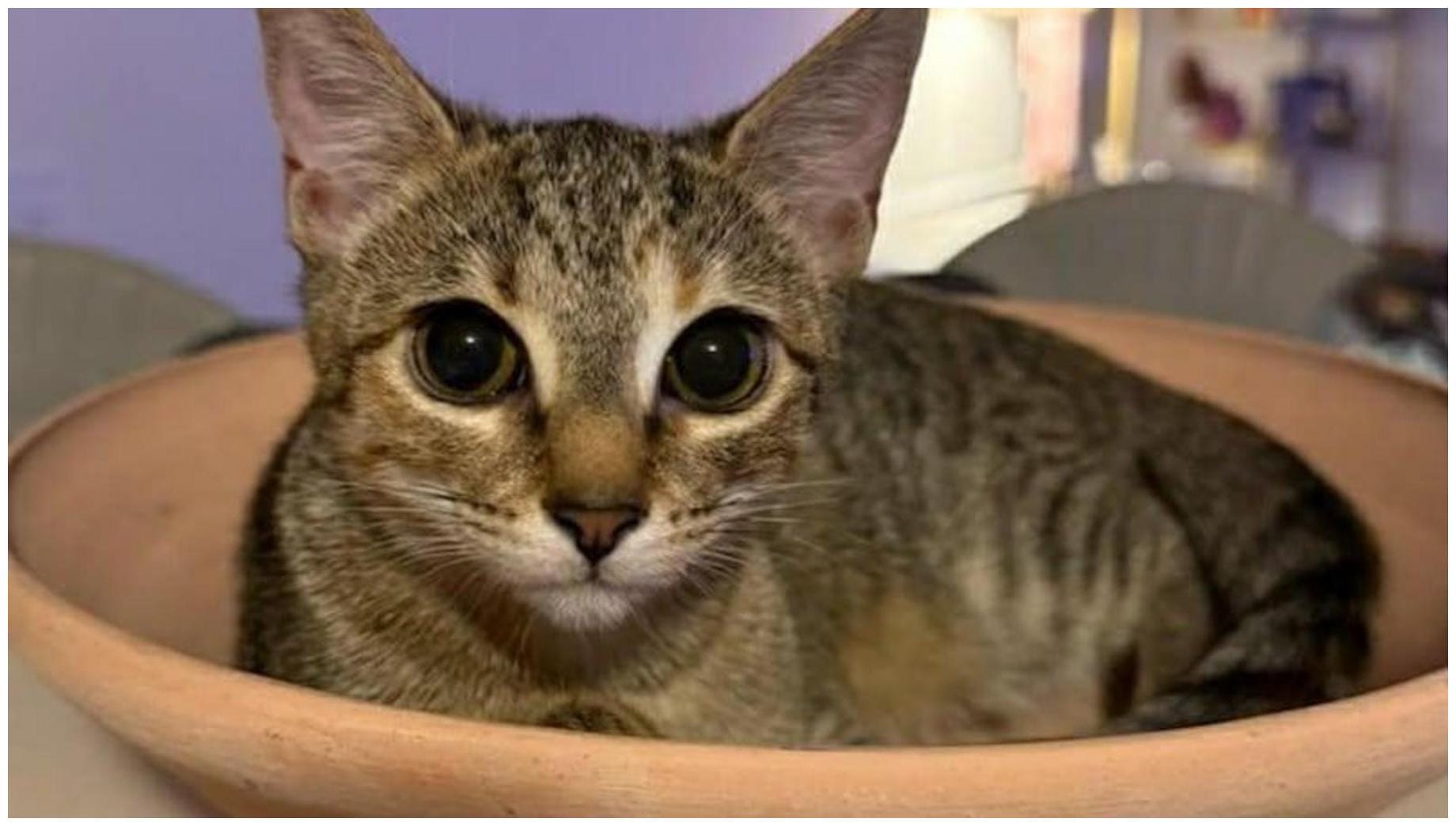 Saving Graces 4 Felines: Meet Fez - WITN