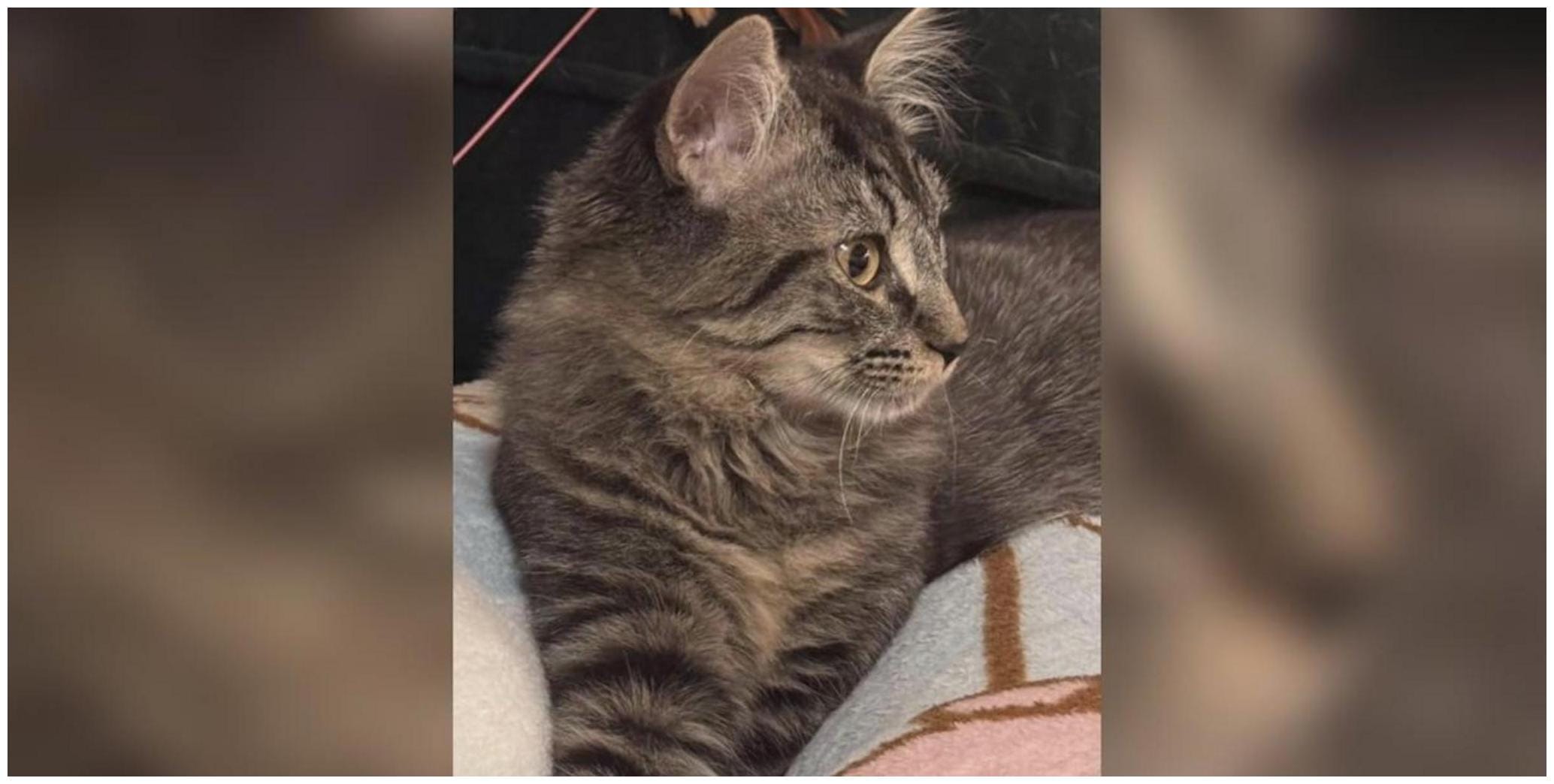 Amazing Saving Graces Fez Adoption: 7 Essential Steps to Find Your Feline Friend