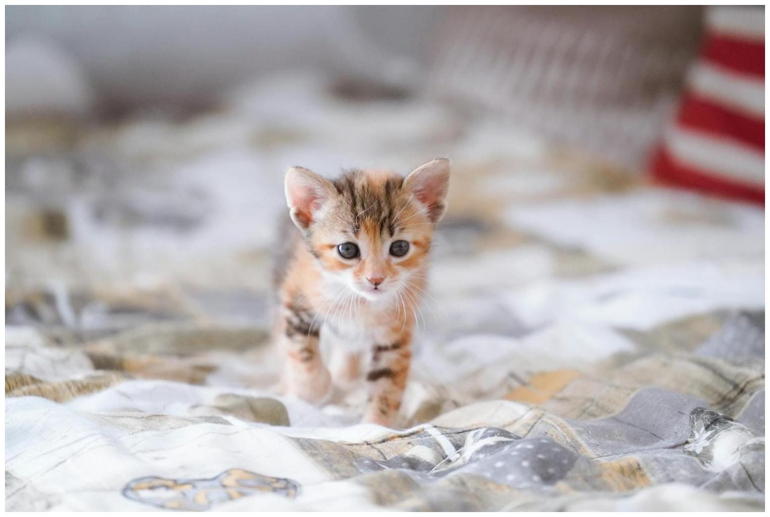 Early Start to Kitten Season Keeps Shawano County Humane Society Busy - TCHDailyNews