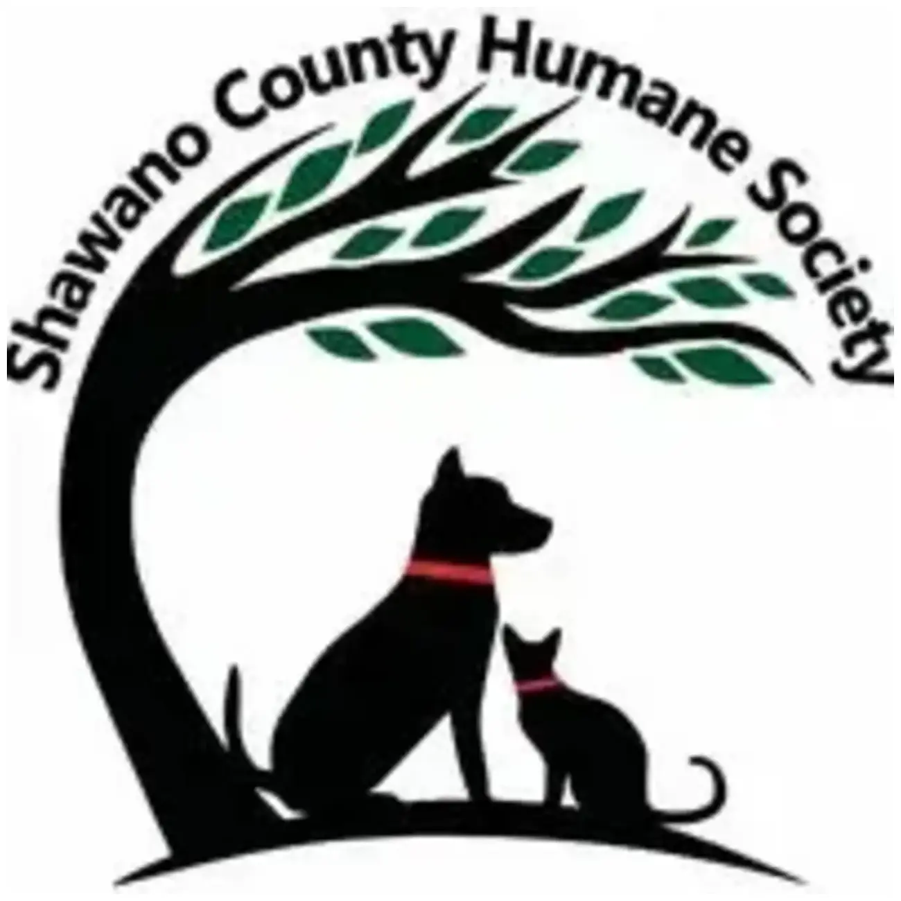 Amazing Shawnano Kitten Season: 7 Essential Tips for Cat Parents