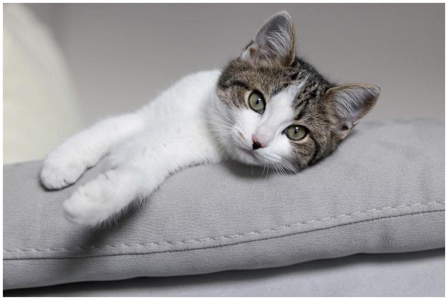 Shy Shelter Kitten Adoption: 5 Irresistible Ways They Choose You