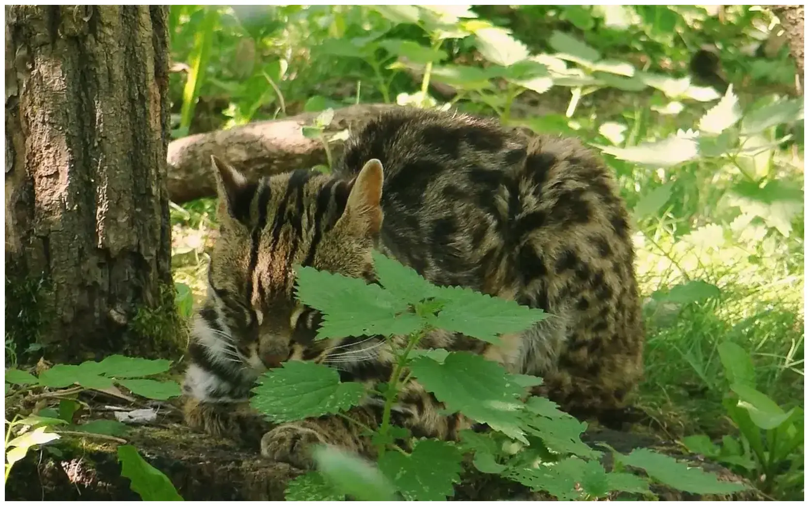 The Essential Guide to Small Cat Conservation in India with 7 Proven Tips