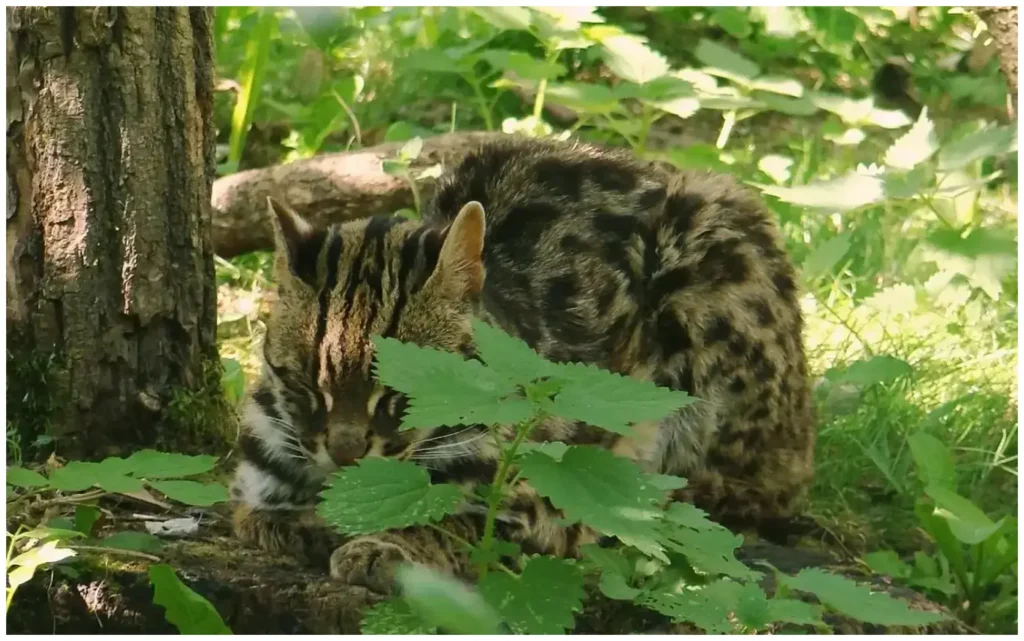 The Essential Guide to Small Cat Conservation in India with 7 Proven Tips