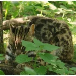 The Essential Guide to Small Cat Conservation in India with 7 Proven Tips