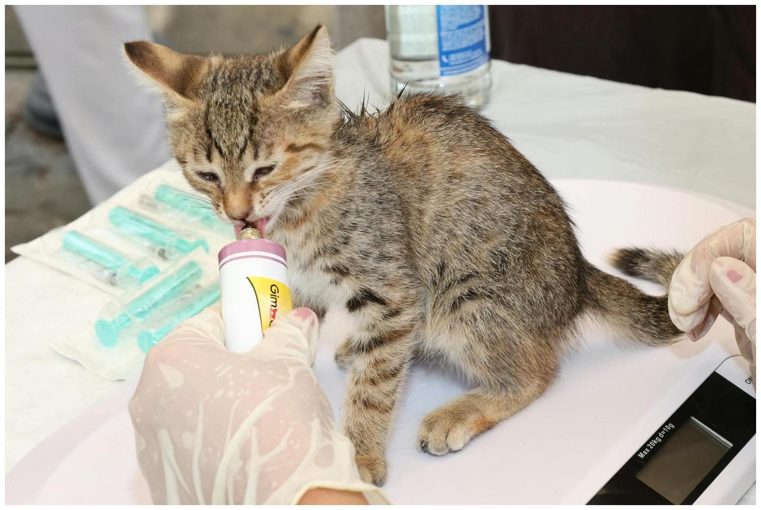 Spay Neuter Awareness Month: 7 Essential Benefits for Your Beloved Cat