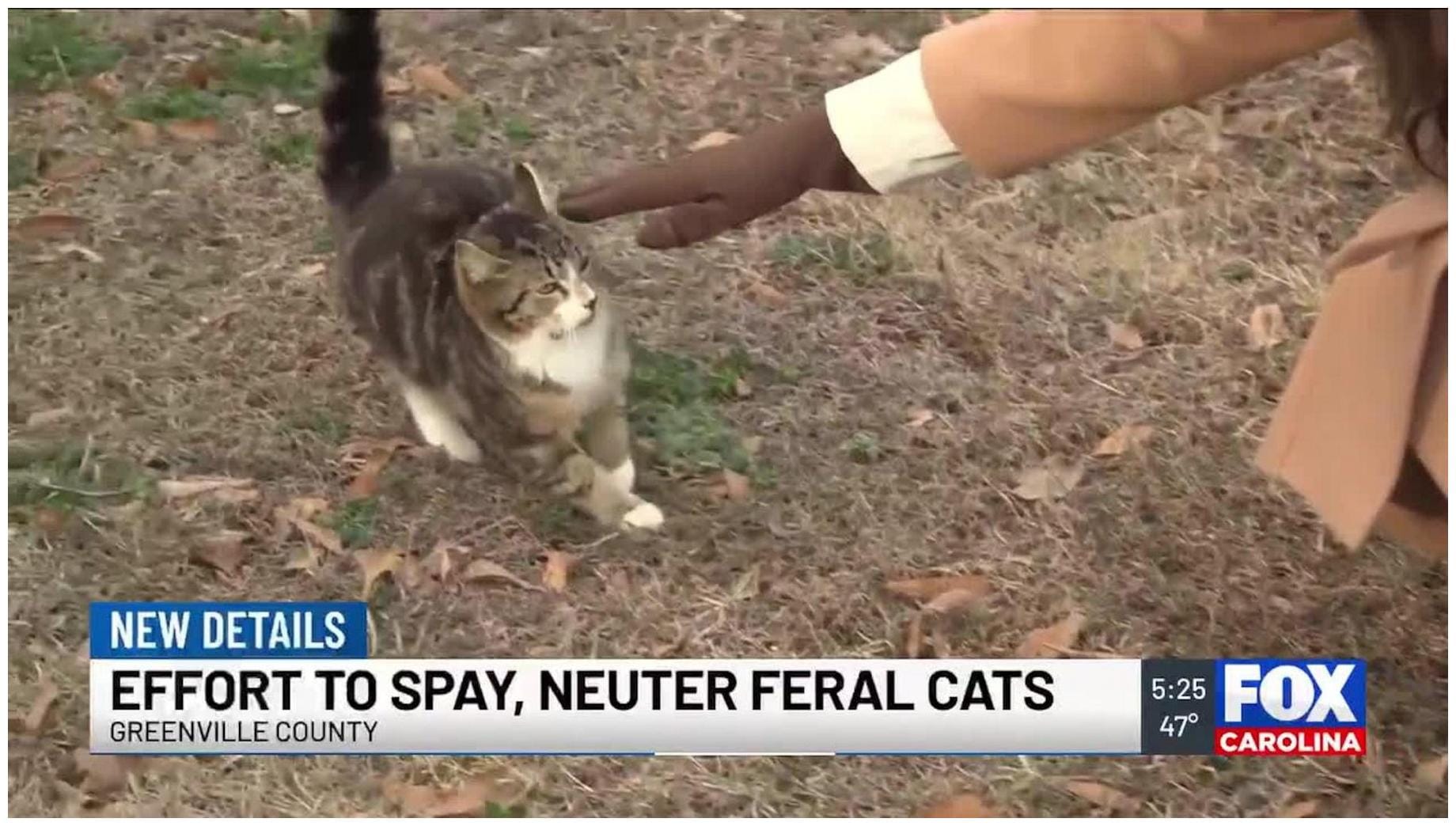 Amazing Impact: Spay and Neuter 500 Feral Cats This Weekend!