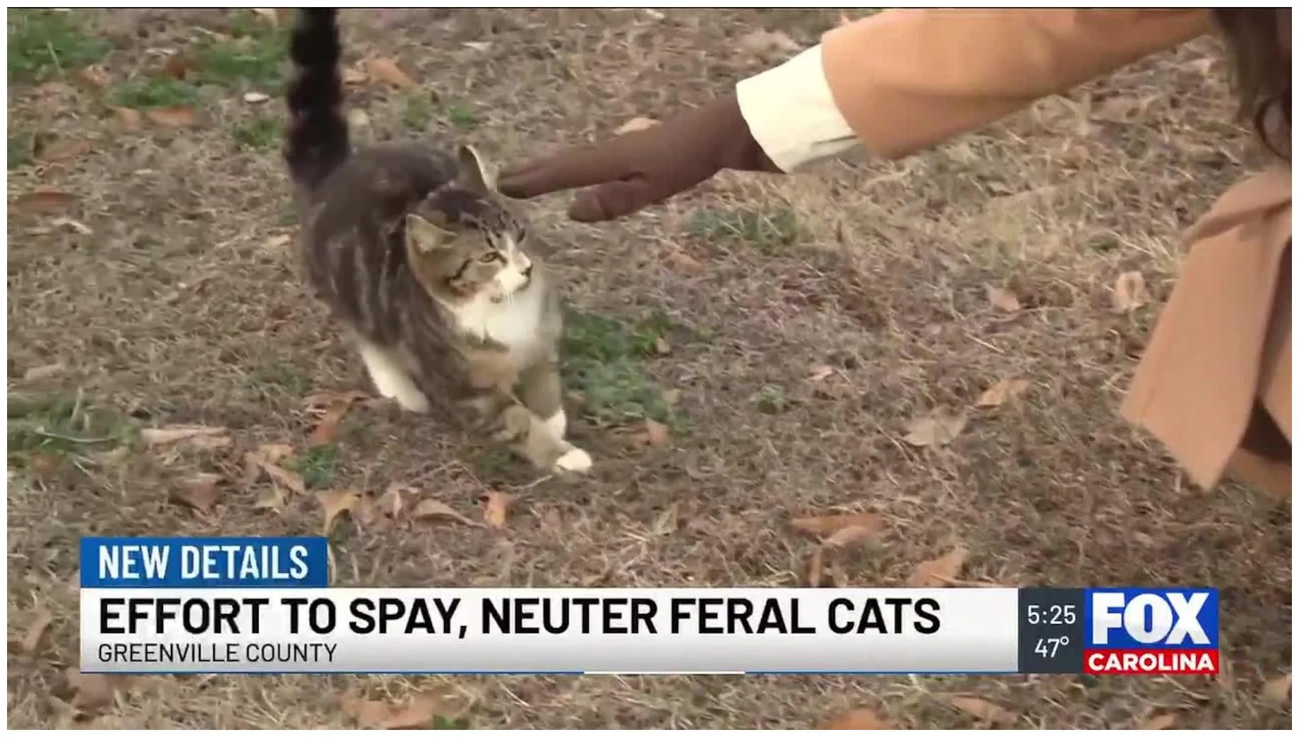 Amazing Impact: Spay and Neuter 500 Feral Cats This Weekend!