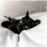 The Joy of Special Needs Cat Stuffies: 7 Ways to Bring Happiness to Your Feline Friend