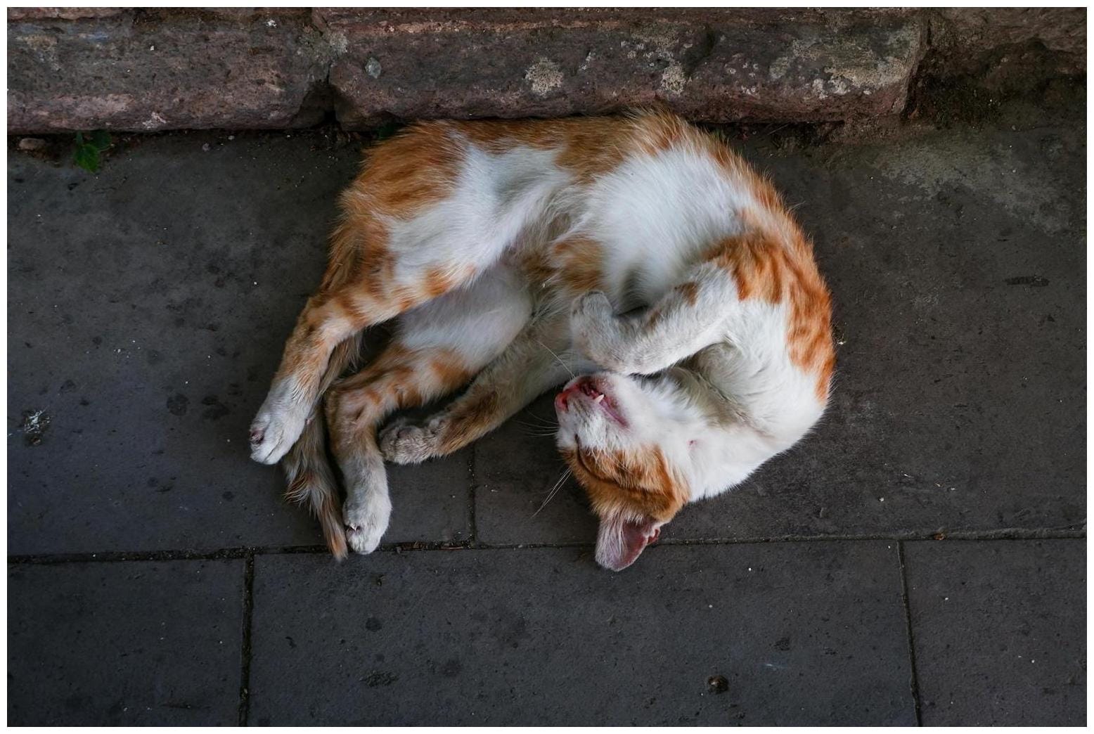 The Ultimate Guide to Stray Cat New Bed: 7 Proven Tips for a Cozy Adoption Success