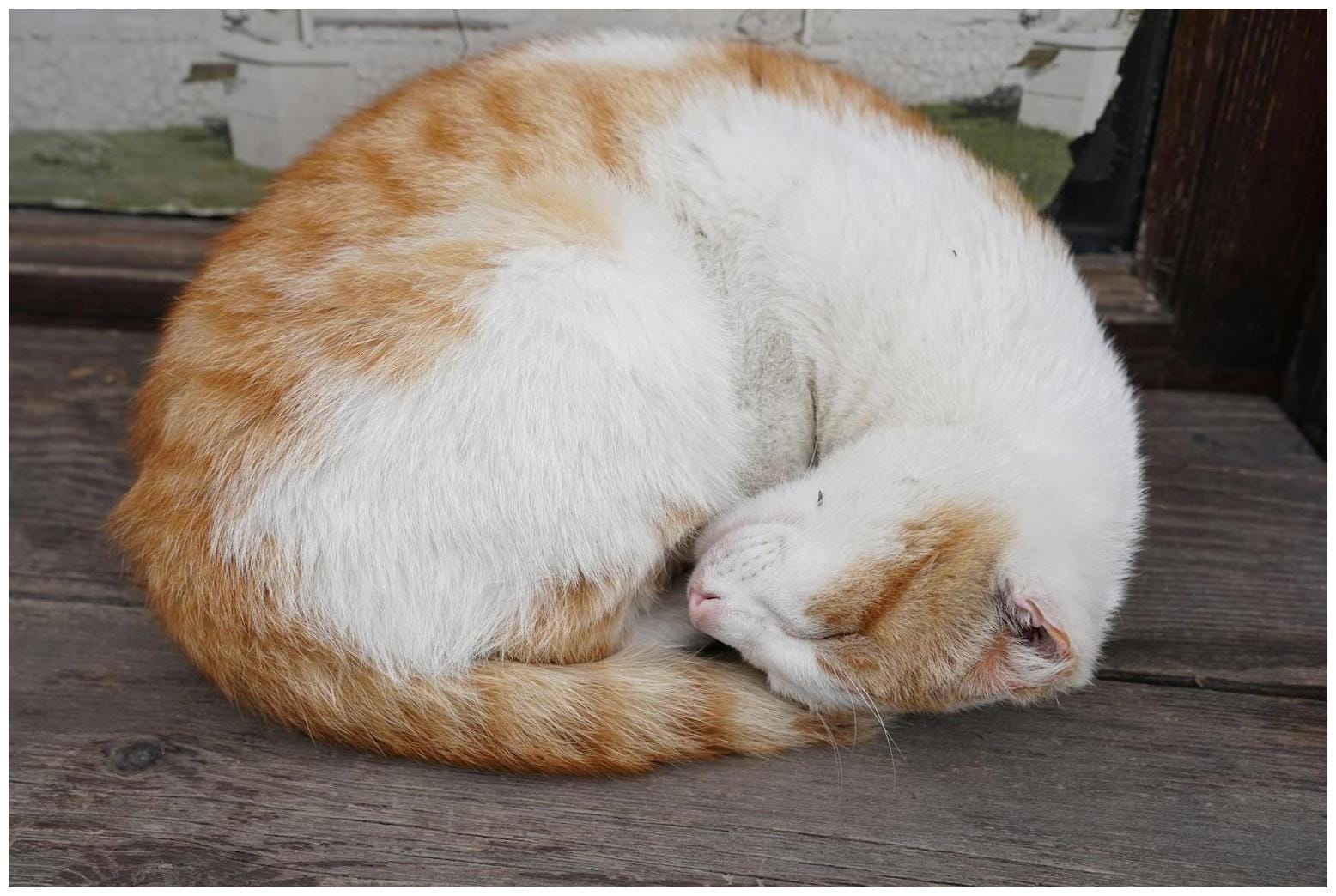 How Stray Cat Naps for the First Time in Cozy New Bed Melts Hearts - Newsweek