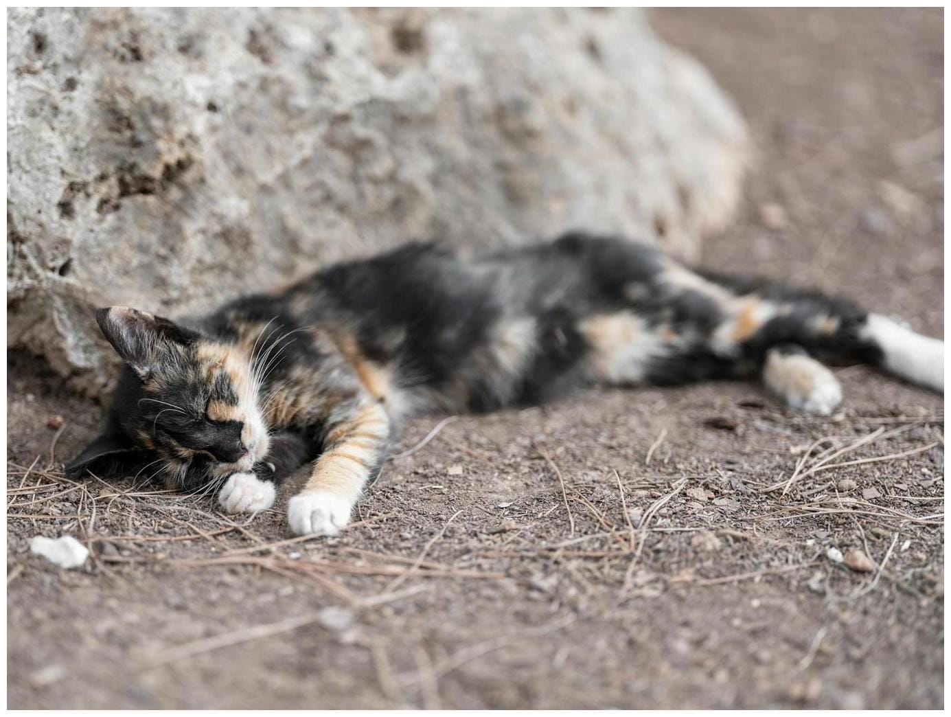 The Ultimate Guide to Stray Cat New Bed: 7 Proven Tips for a Cozy Adoption Success