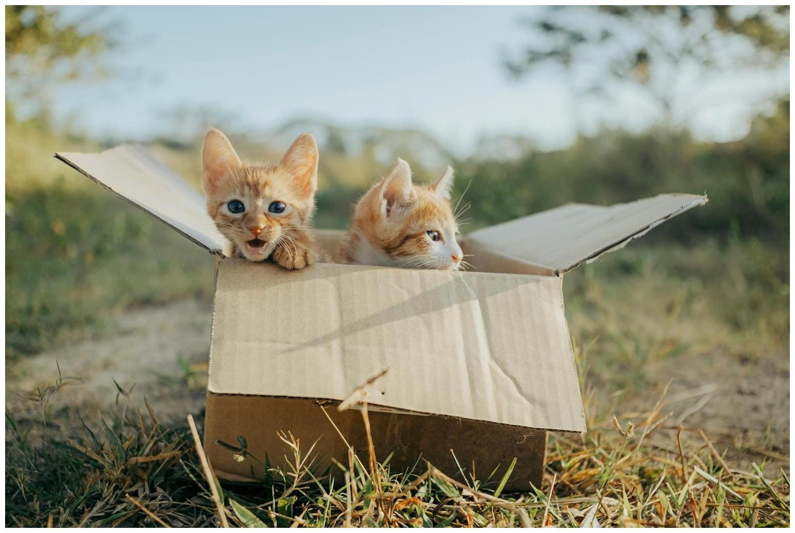 Street Cat Finding Voice: 7 Proven Steps to Help Your Silent Kitten