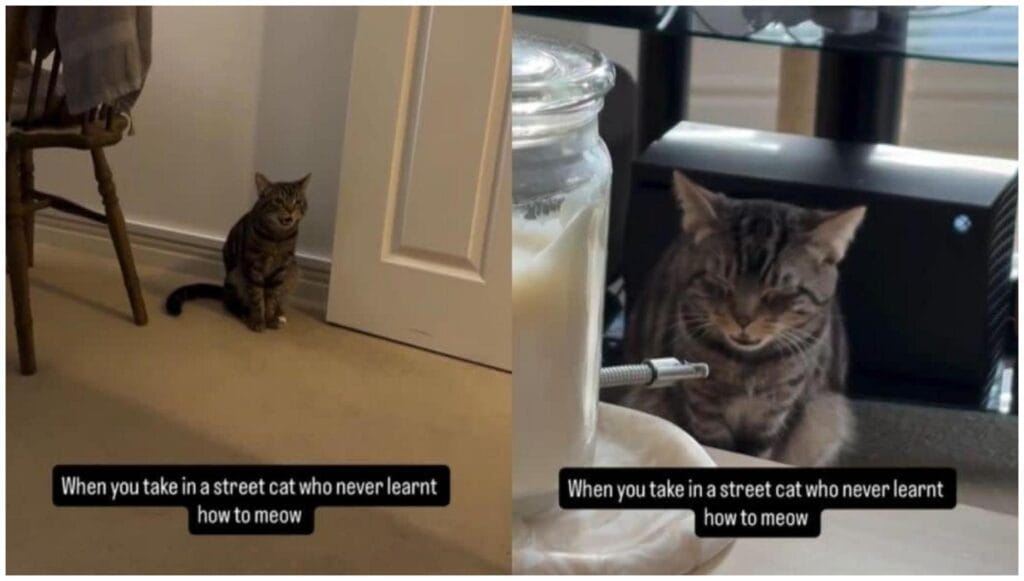 Street Cat Finding Voice: 7 Proven Steps to Help Your Silent Kitten