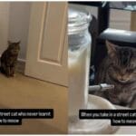 Street Cat Finding Voice: 7 Proven Steps to Help Your Silent Kitten
