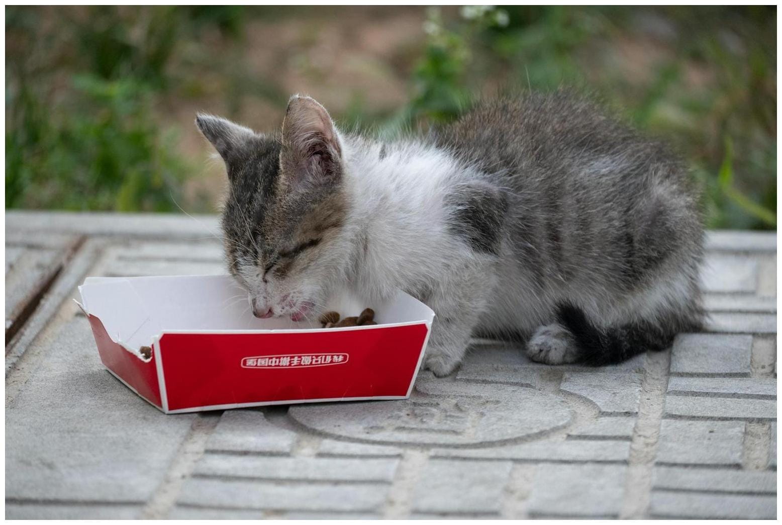 Video: Street Cat Who Never Learned to Meow Is Now Finding His Voice - AOL.com