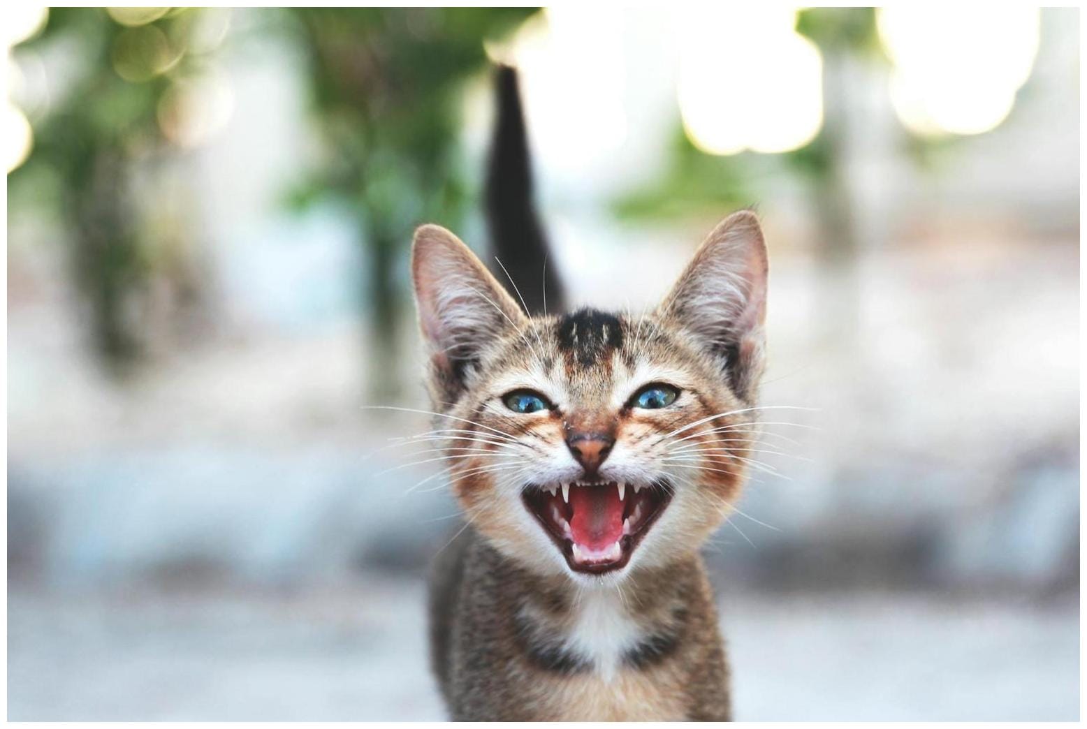 The Amazing Street Cat Finding Its Voice: 7 Essential Tips for Understanding Silent Cats