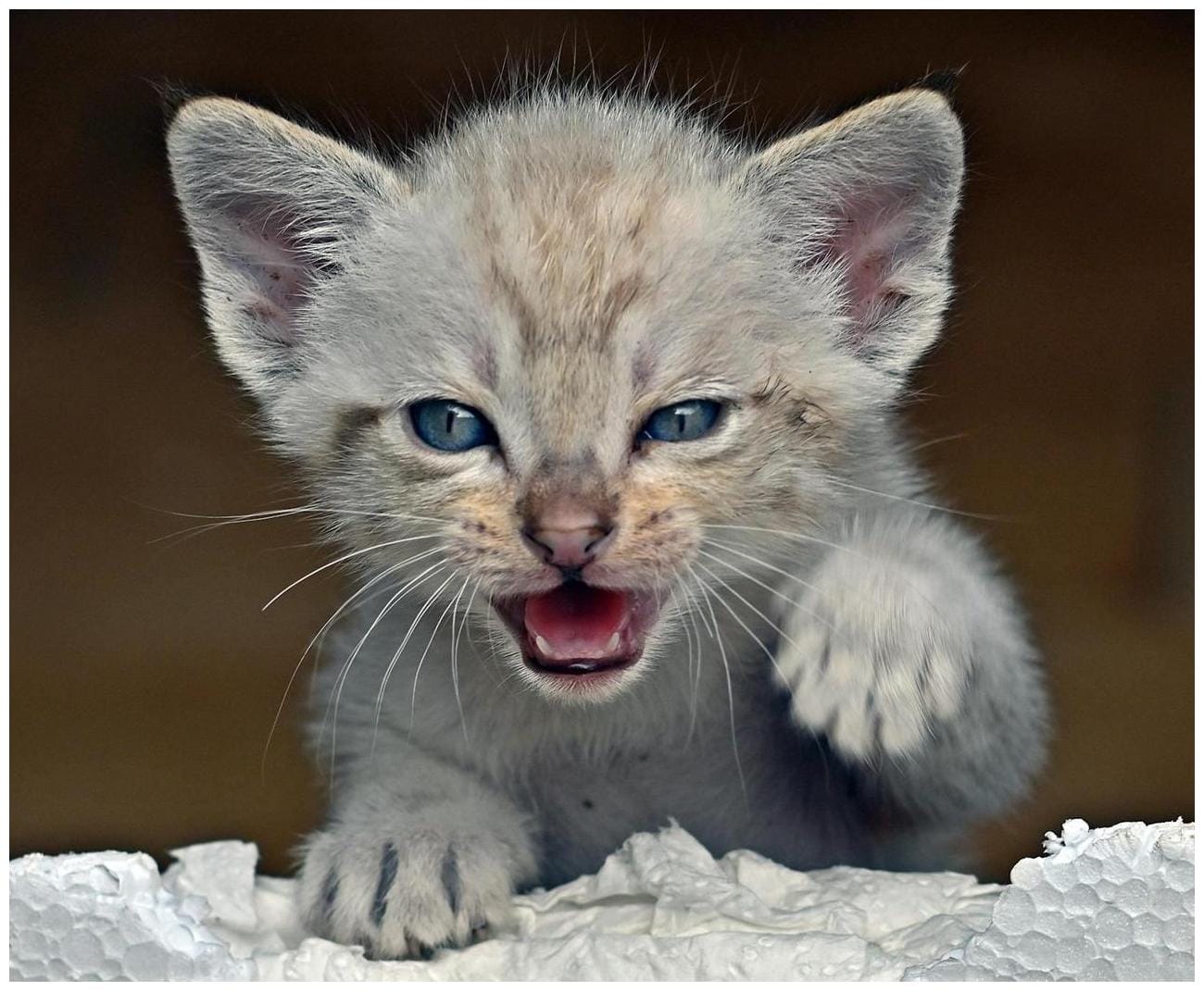 Video: Street Cat Who Never Learned to Meow Is Now Finding His Voice - AOL.com