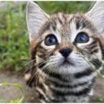 The Ultimate Guide to the Tiny Black-Footed Cat: Why It's the Deadliest Feline on Earth