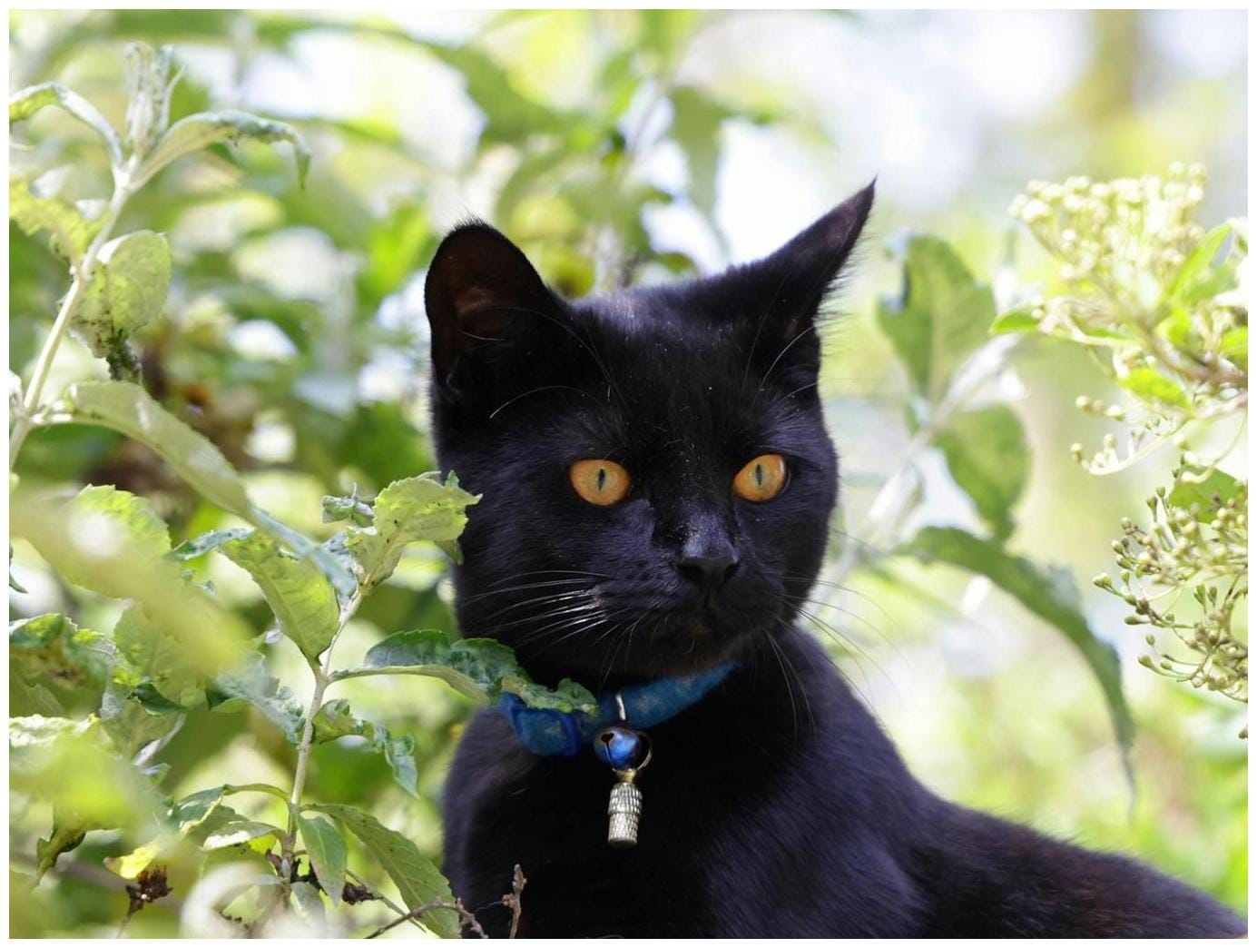 Tiny Black-Footed Cat Is the Deadliest Feline on Earth and You’d Never Guess - Yahoo