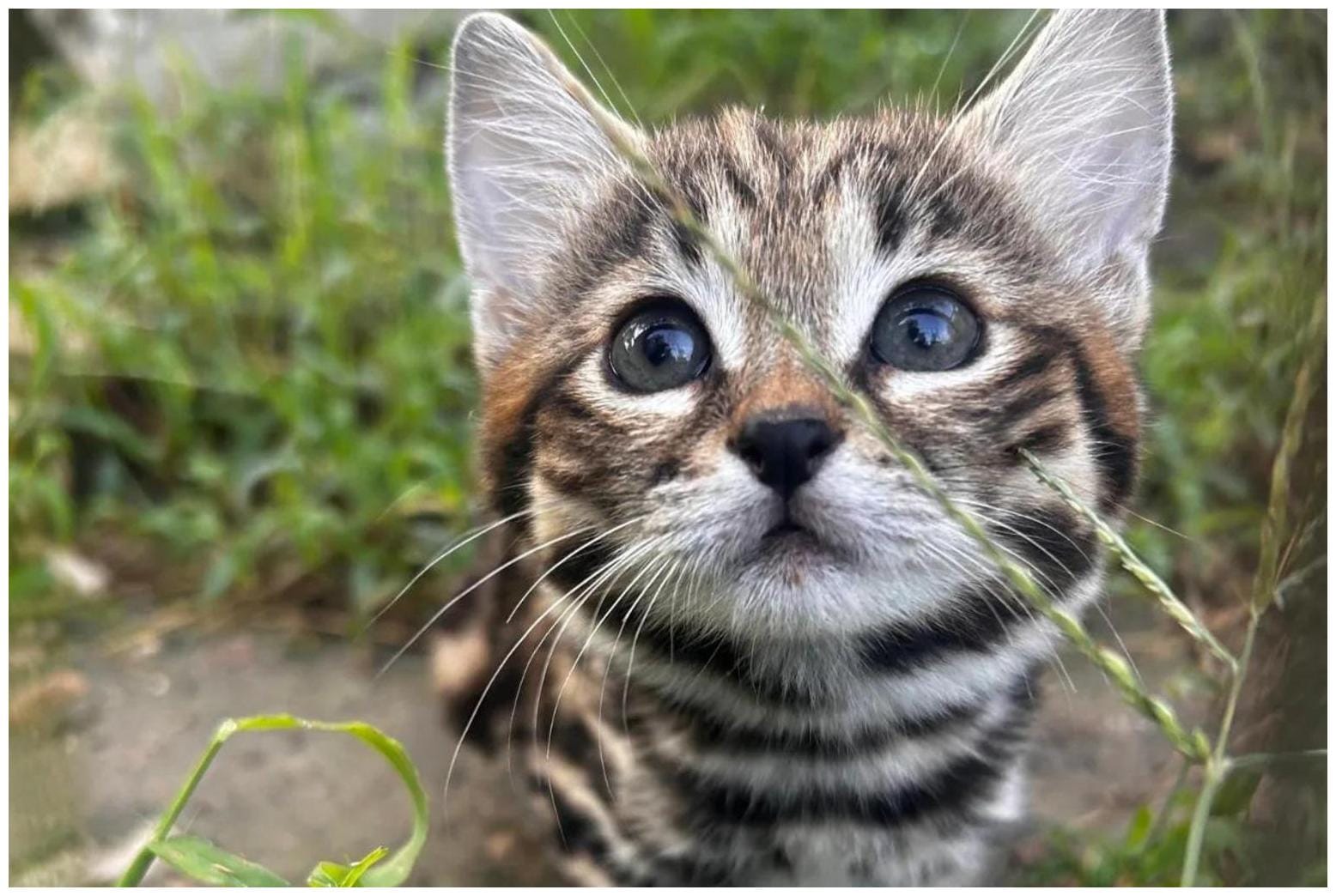The Ultimate Guide to the Tiny Black-Footed Cat: Why It's the Deadliest Feline on Earth