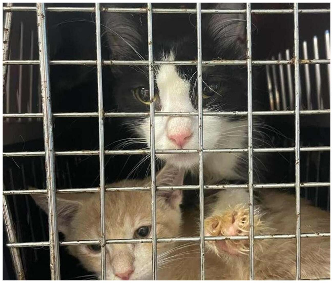 Woman Found 13 Pet Carriers with Kittens: The Heartwarming Rescue Story